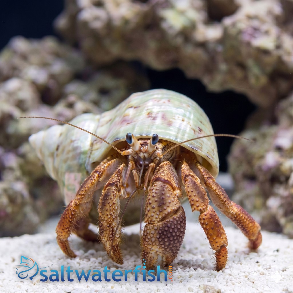 Giant Red Leg Hermit Crab - Caribbean