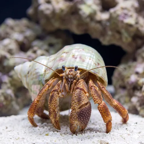 Giant Red Leg Hermit Crab - Caribbean