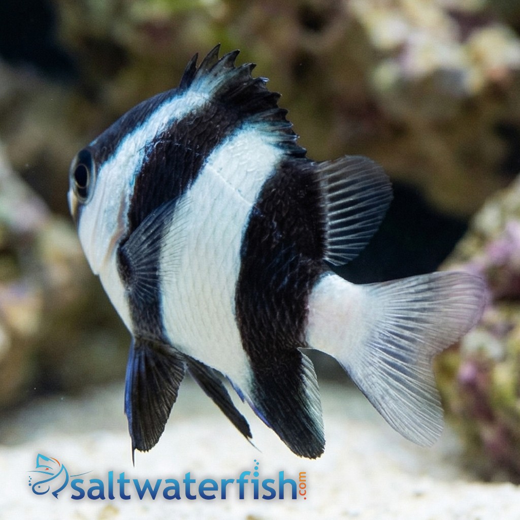 3 Stripe Damsel - Fiji - MAC Certified