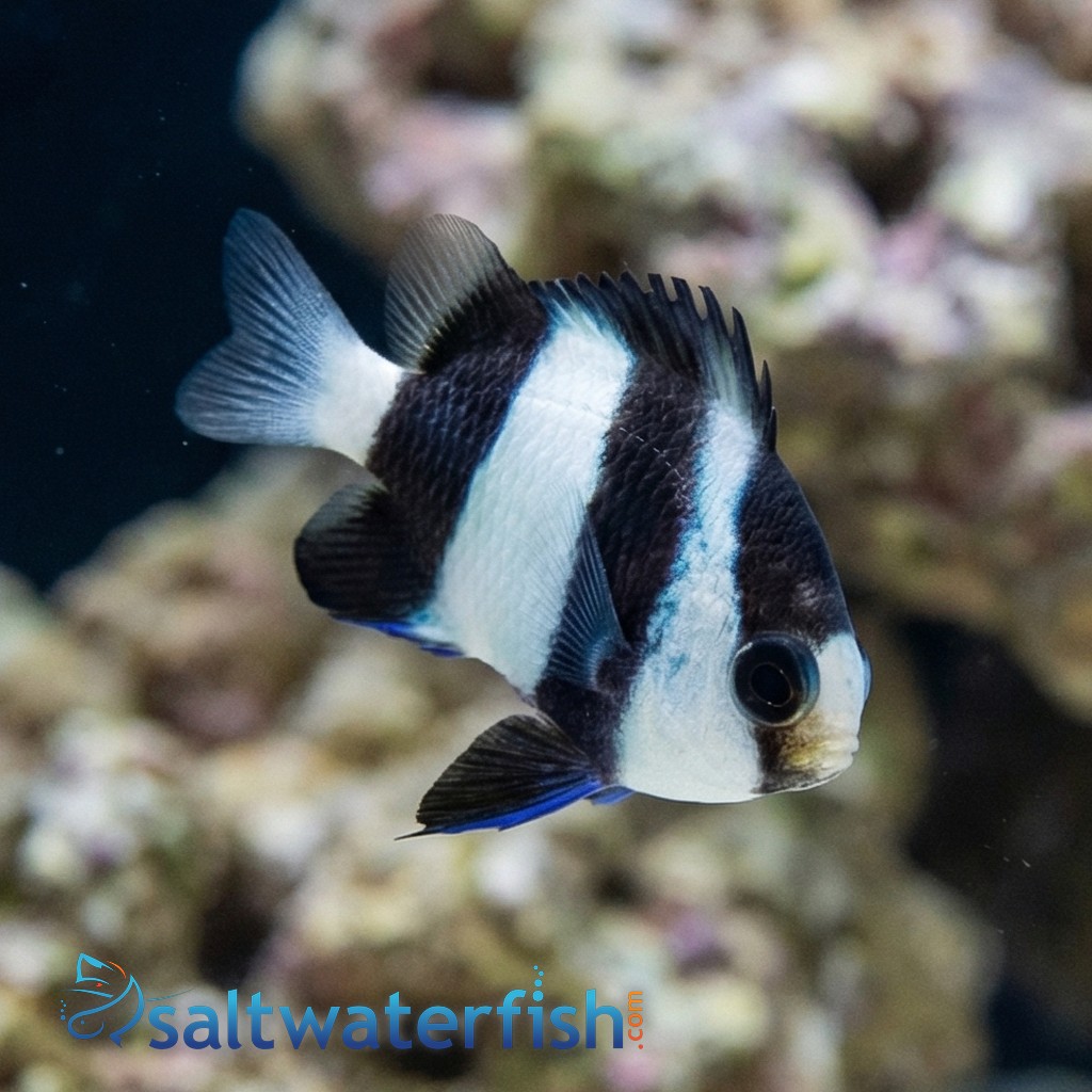 3 Stripe Damsel - Fiji - MAC Certified