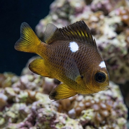 Golden Domino Damsel - Fiji - MAC Certified