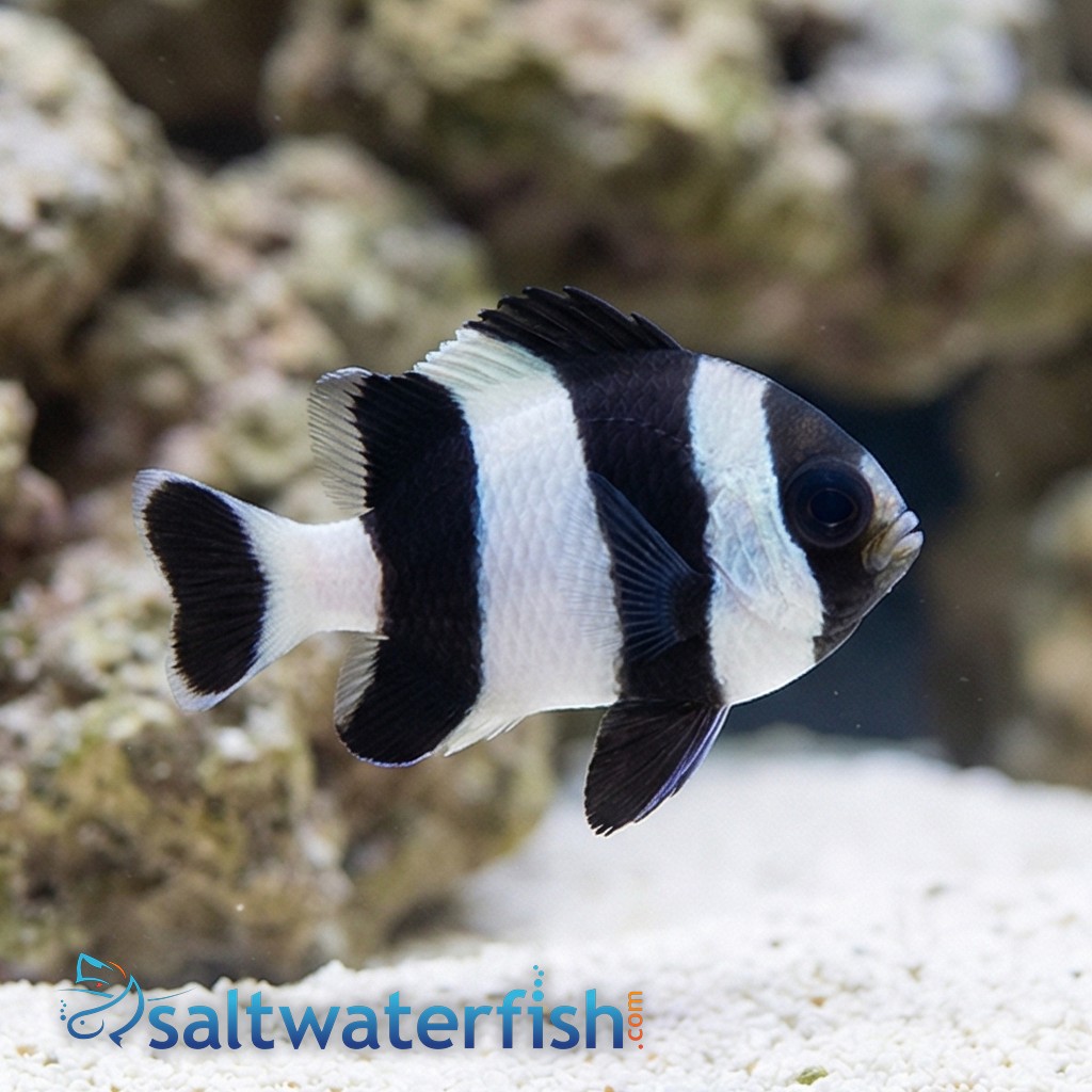 4 Stripe Damsel