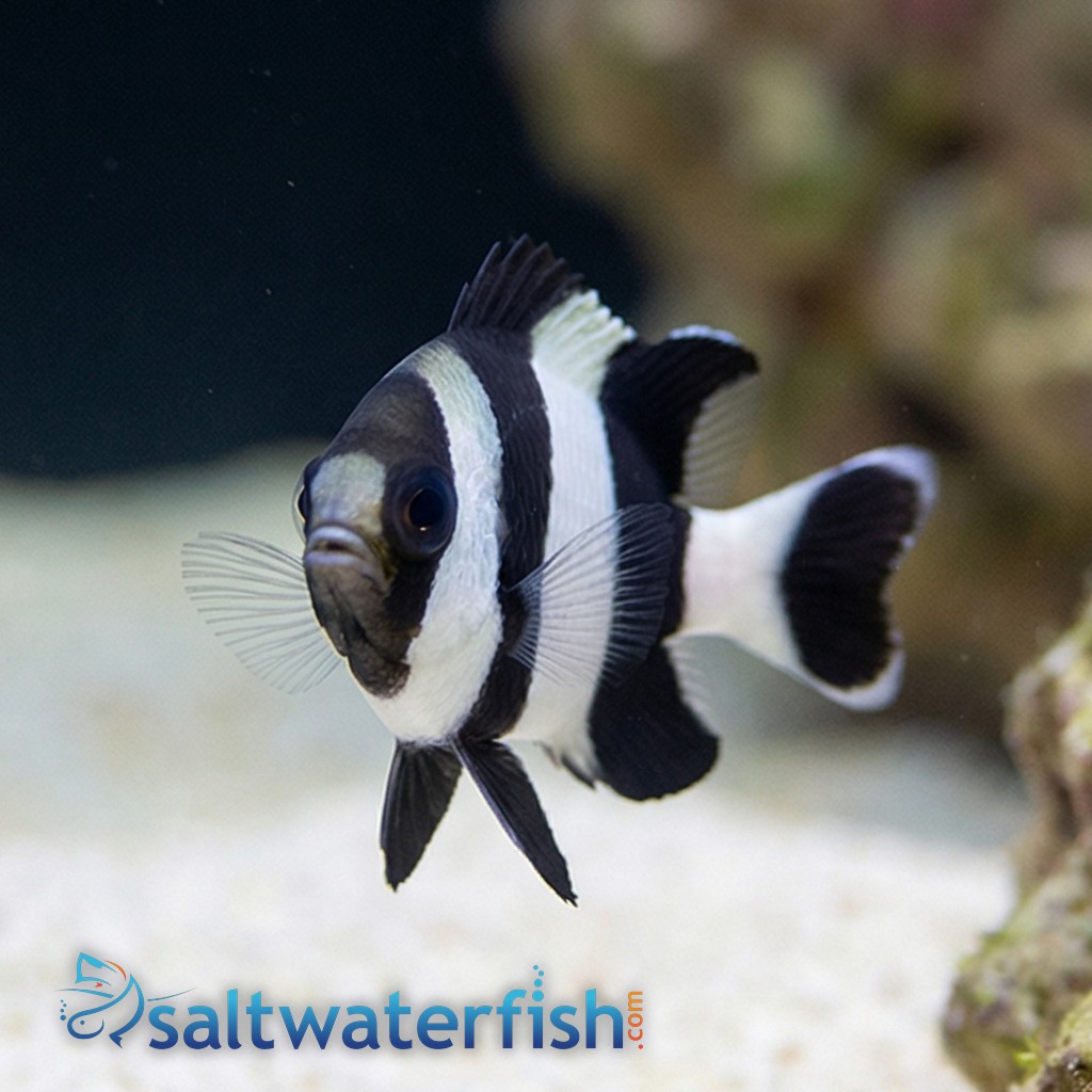 4 Stripe Damsel