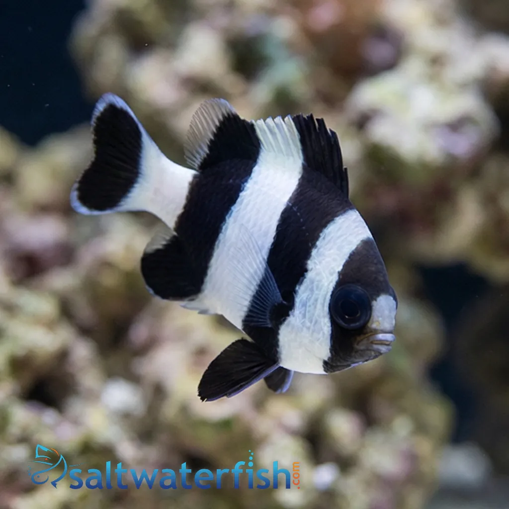【WS SP】Damsel in Distress メルル 4 Stripe Damsel - Damsels - Saltwater Fish
