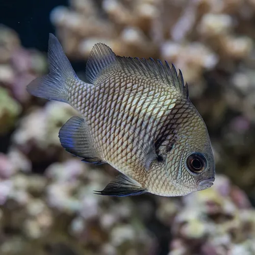 Two Stripe Damsel