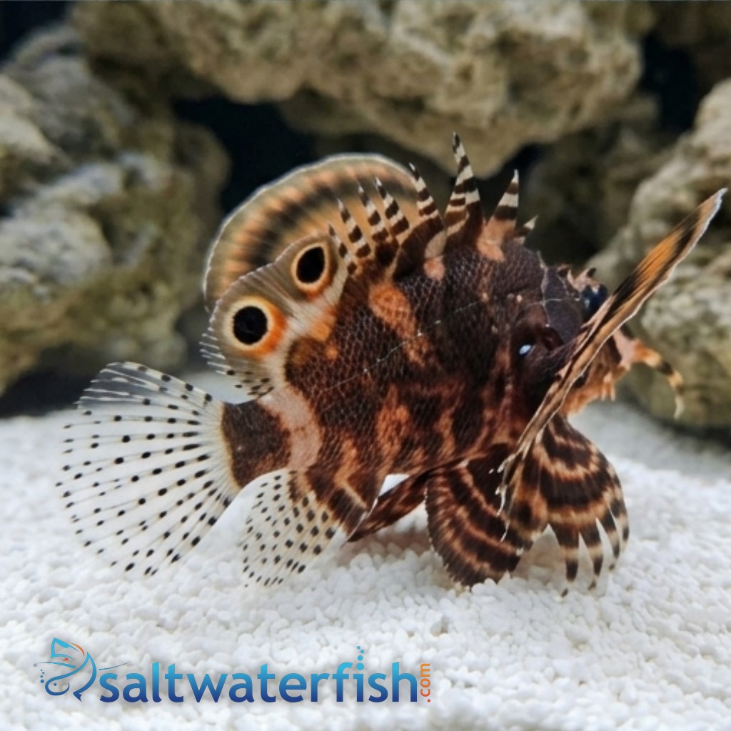 Fu Manchu Lionfish - Venomous