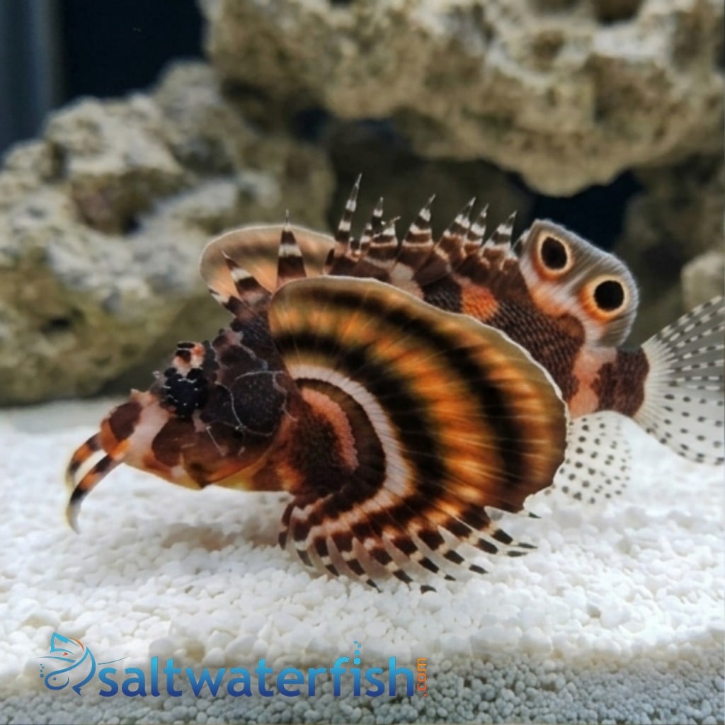 Fu Manchu Lionfish - Venomous