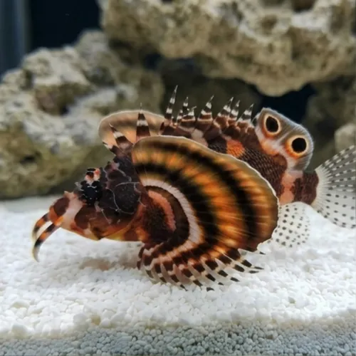 Fu Manchu Lionfish - Venomous