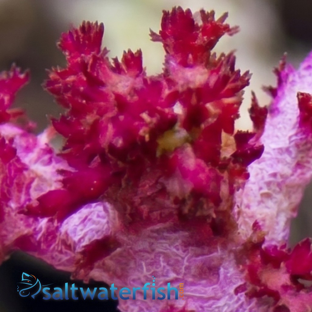 Flower Dendro Coral