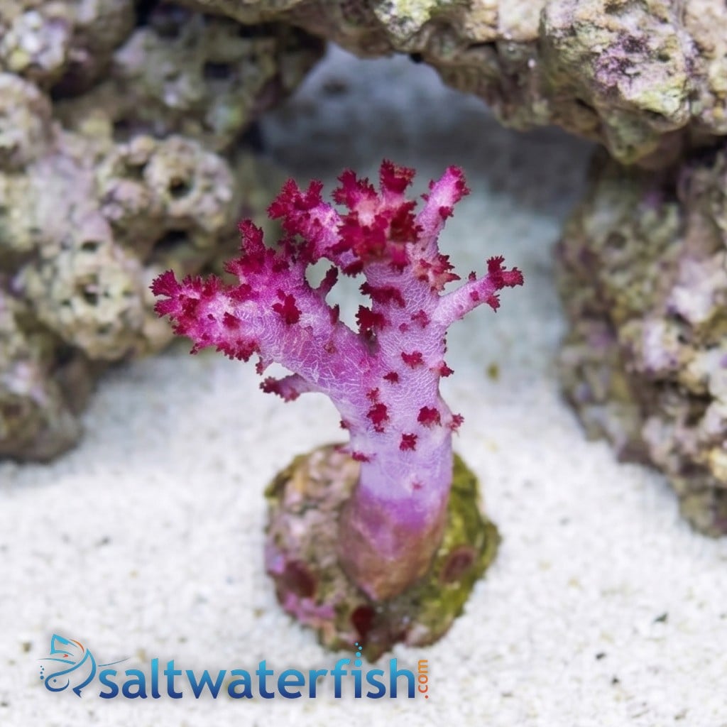 Flower Dendro Coral