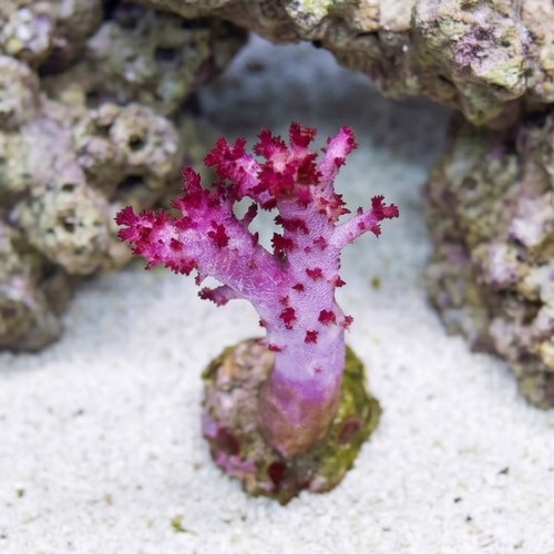 Flower Dendro Coral