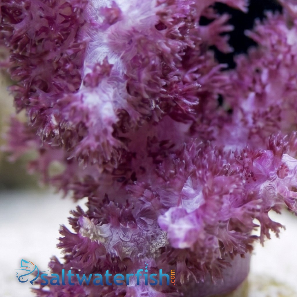 Flower Dendro Coral: Red - Aquacultured