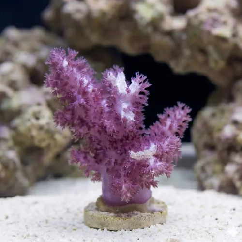 Flower Dendro Coral: Red - Aquacultured