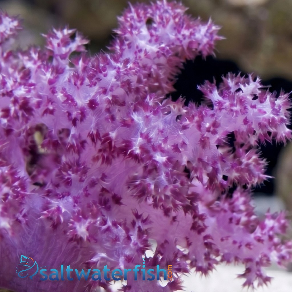 Flower Dendro Coral: Red - South Pacific