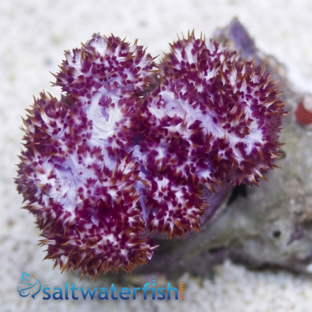Flower Dendro Coral: Red - South Pacific