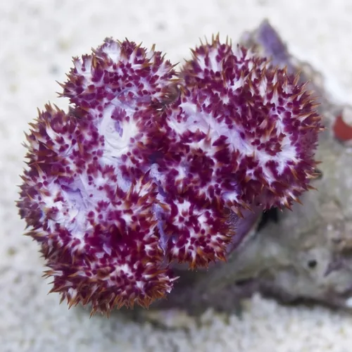 Flower Dendro Coral: Red - South Pacific