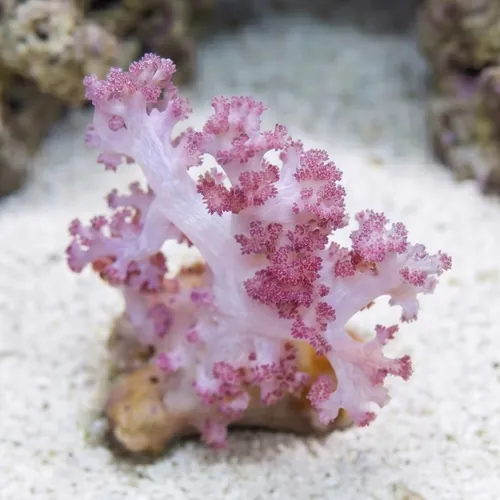 Flower Dendro Coral: Red - Indo Pacific