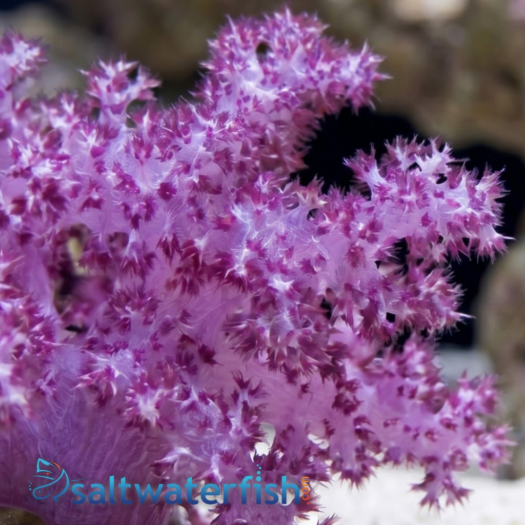 Flower Dendro Coral: Red - Aquacultured