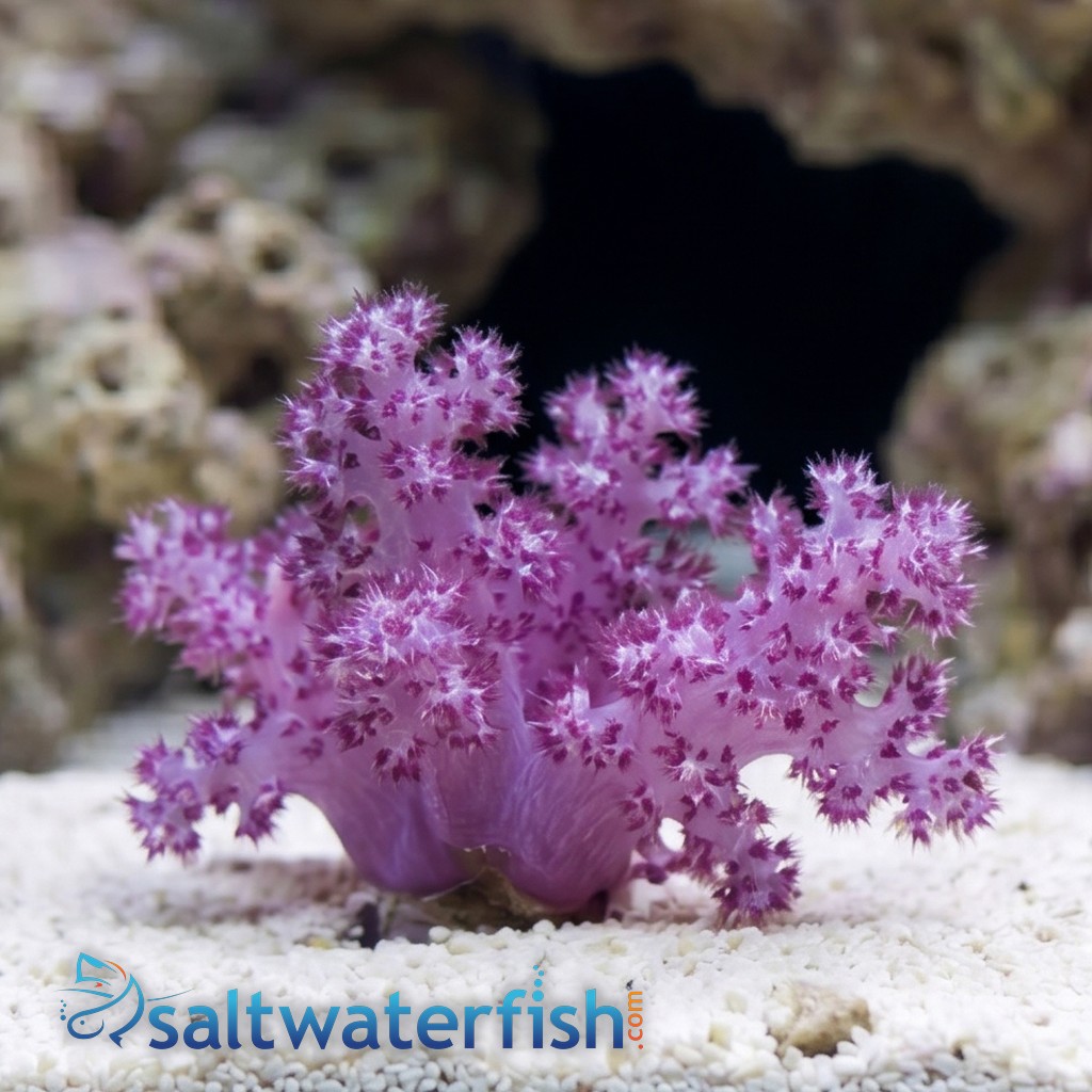 Flower Dendro Coral: Red - Aquacultured
