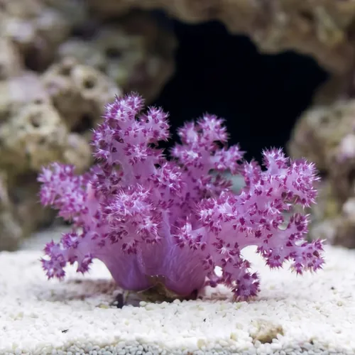Flower Dendro Coral: Red - Aquacultured