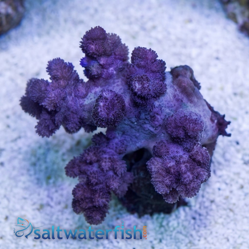 Flower Dendro Coral - Fiji