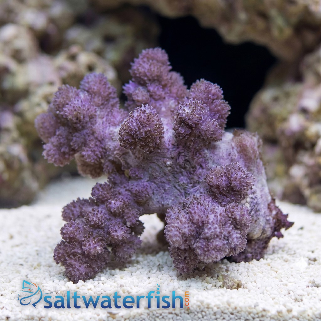 Flower Dendro Coral - Fiji