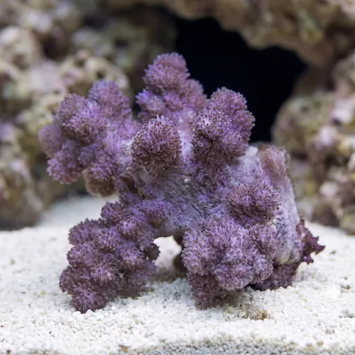 Flower Dendro Coral - Fiji