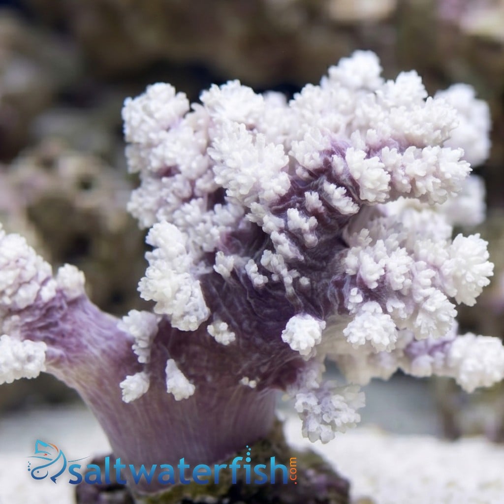 Carnation / Cauliflower Coral