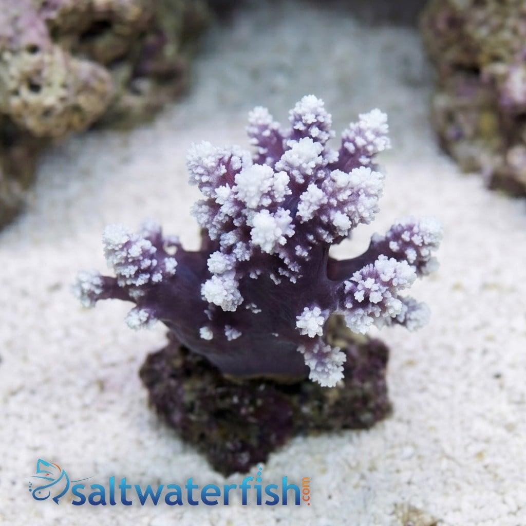 Carnation / Cauliflower Coral