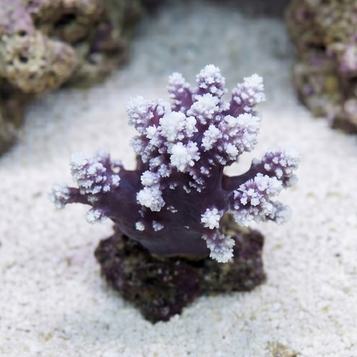 Carnation / Cauliflower Coral
