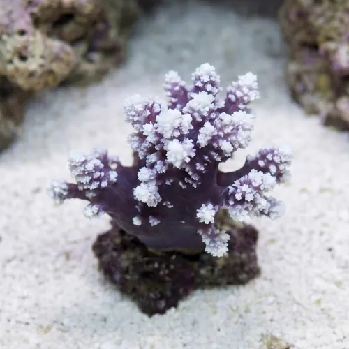 Carnation / Cauliflower Coral