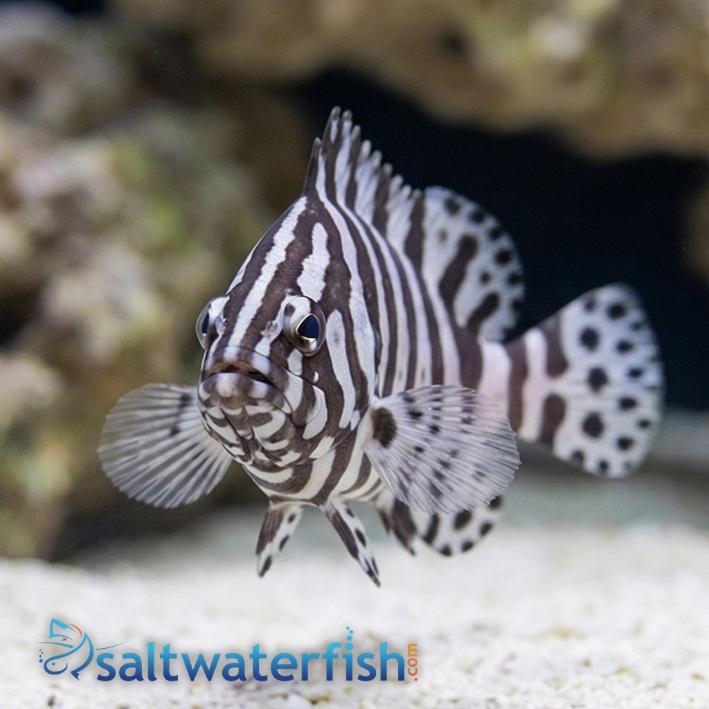 Zebra Leather Grouper 