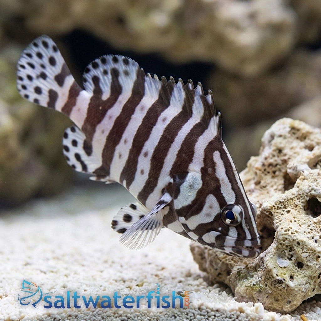 Zebra Leather Grouper 