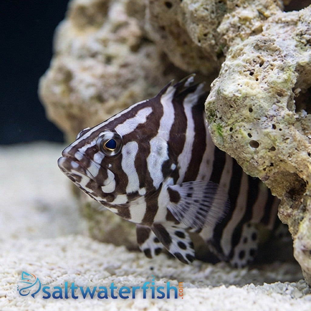 Zebra Leather Grouper 