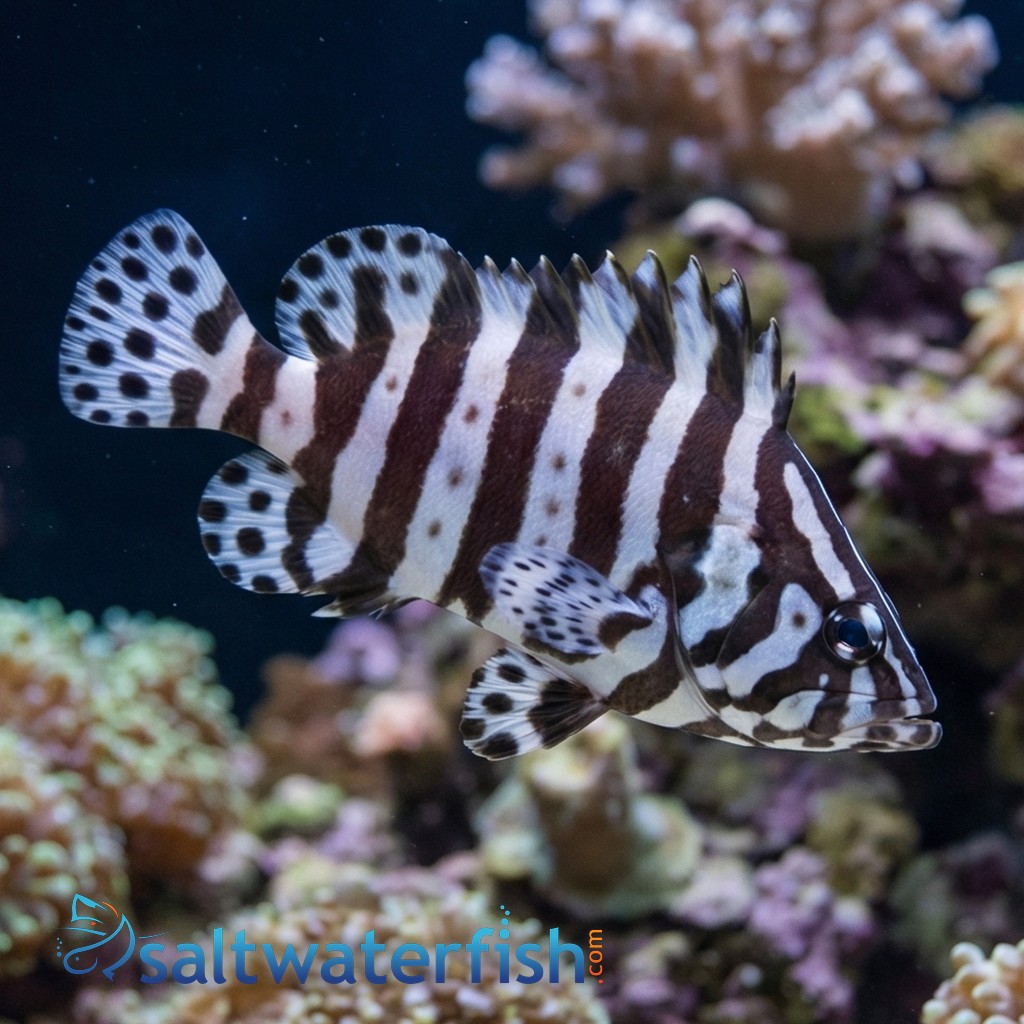 Zebra Leather Grouper 