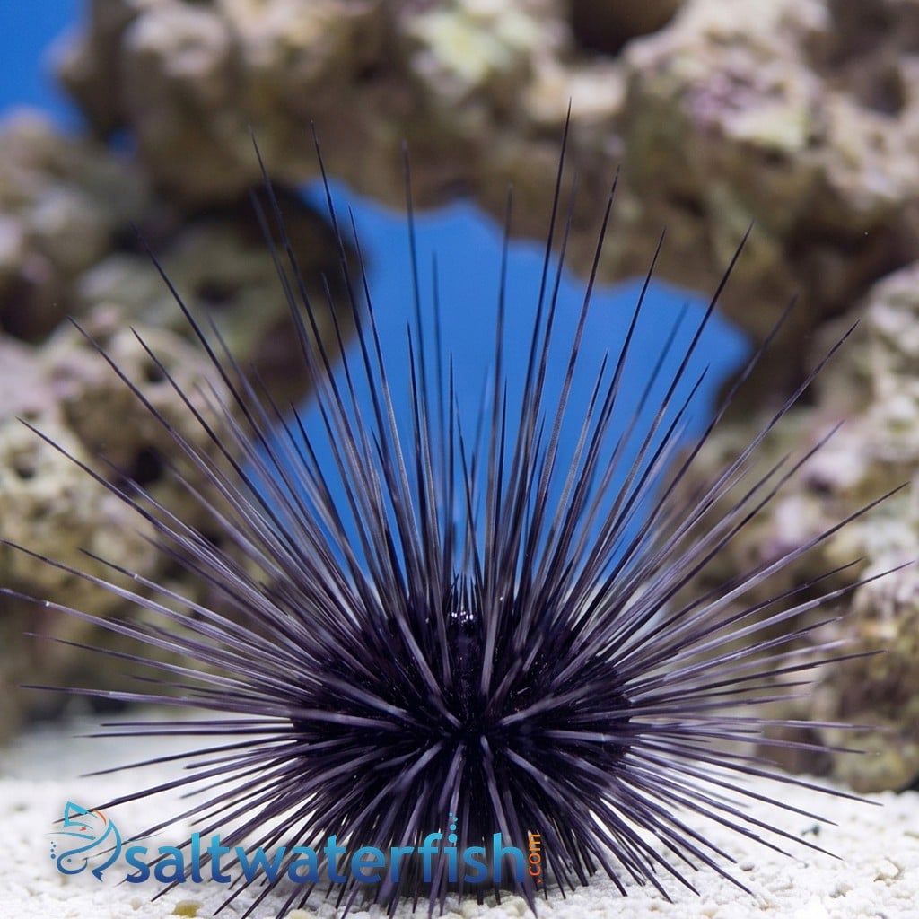 Black Longspine Urchin