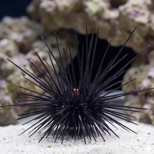 Black Longspine Urchin