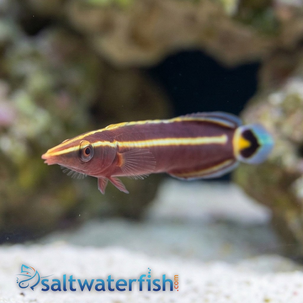 Yellow Striped Clingfish