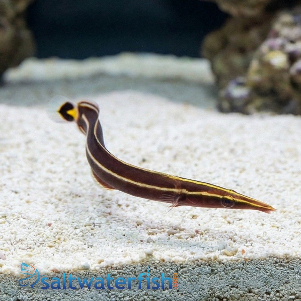 Yellow Striped Clingfish