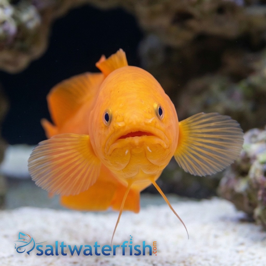 Yellow Cusk Eel