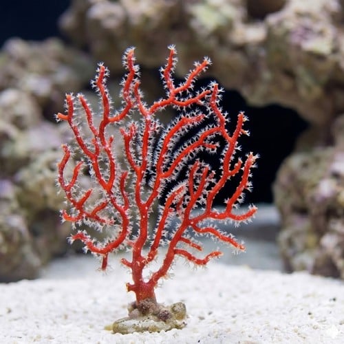 Finger Gorgonian: Red - Atlantic