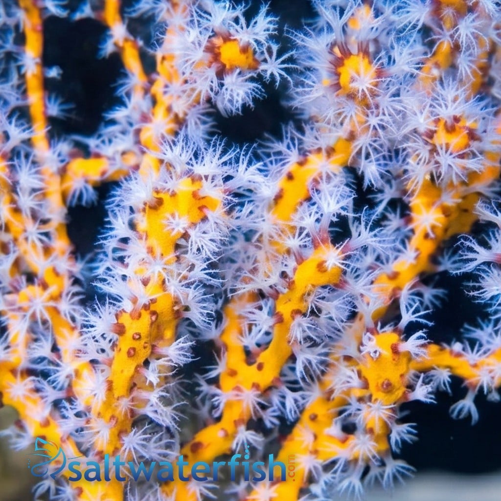 Finger Gorgonian: Yellow - Atlantic