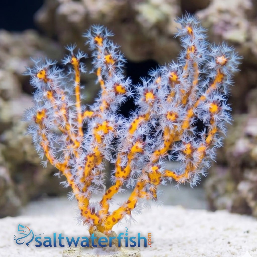 Finger Gorgonian: Yellow - Atlantic
