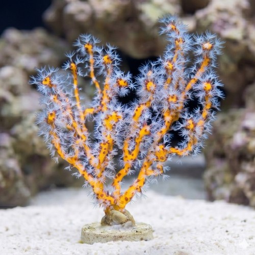 Finger Gorgonian: Yellow - Atlantic