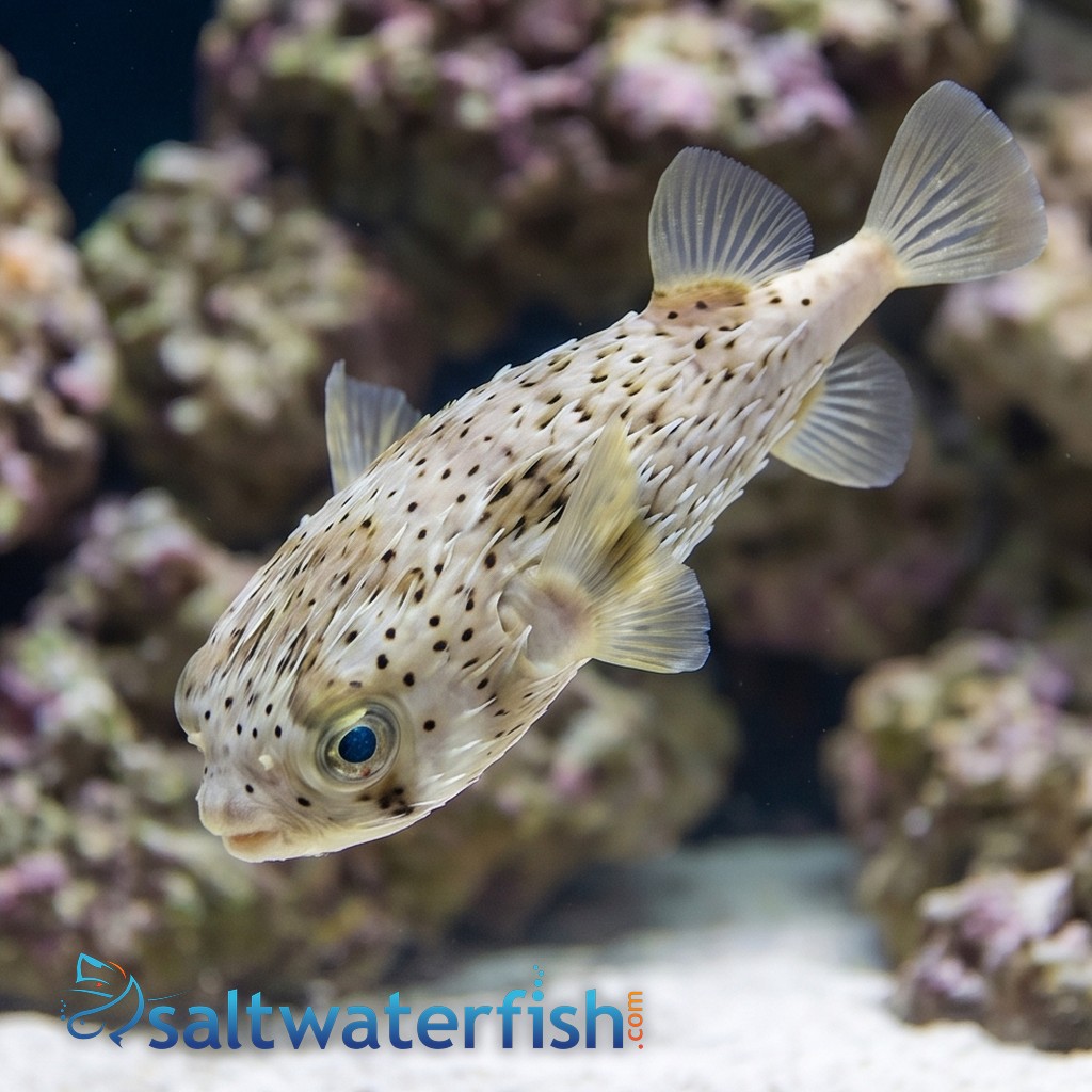 Spot-Fin Porcupine Puffer