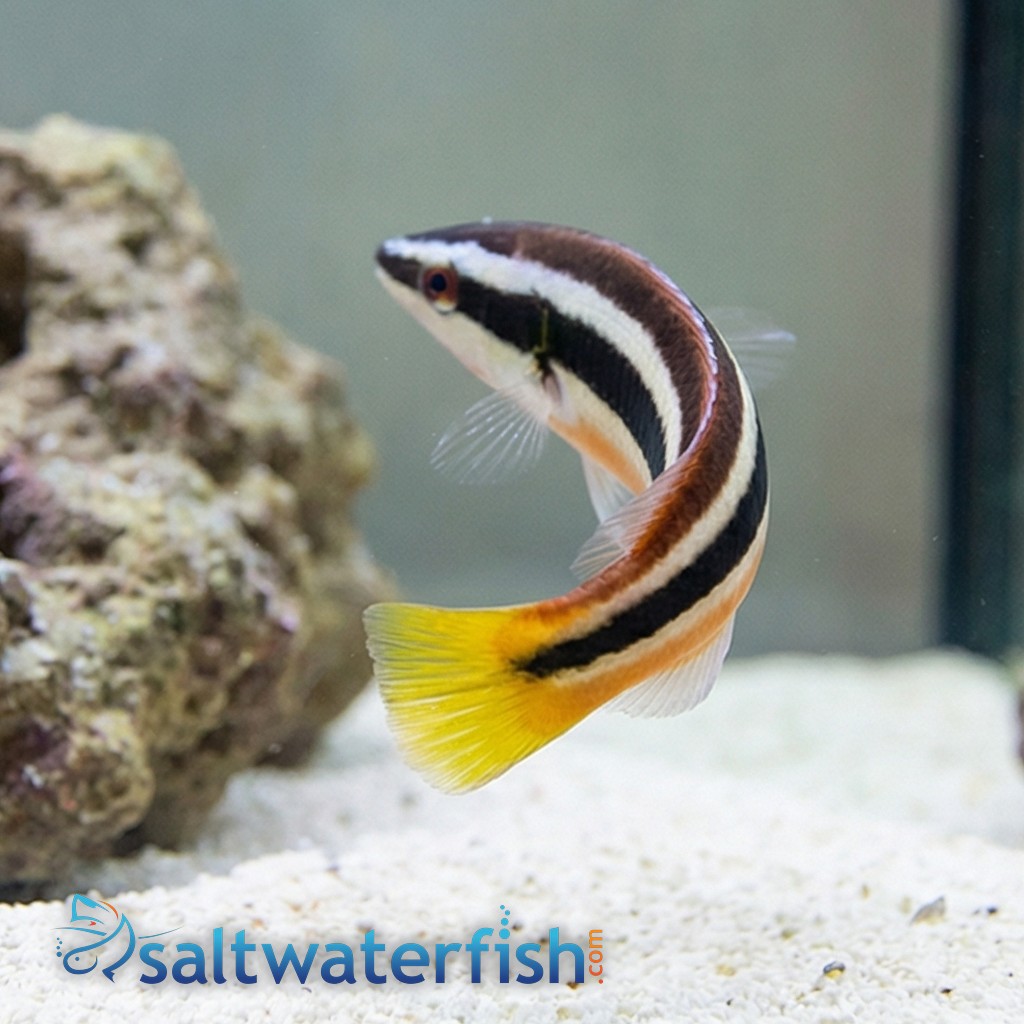 Julii Cleaner Wrasse 