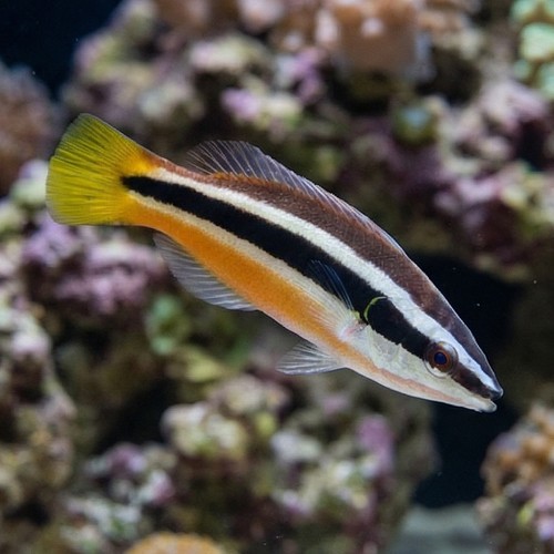 Julii Cleaner Wrasse 