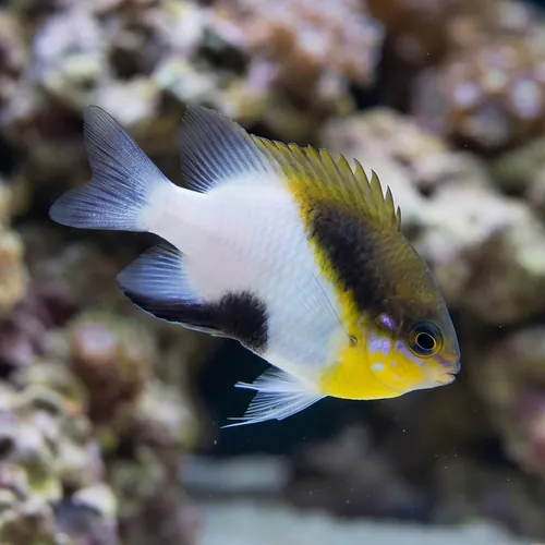 Black Vent Damsel