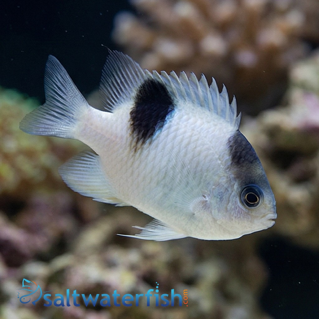 White Damsel