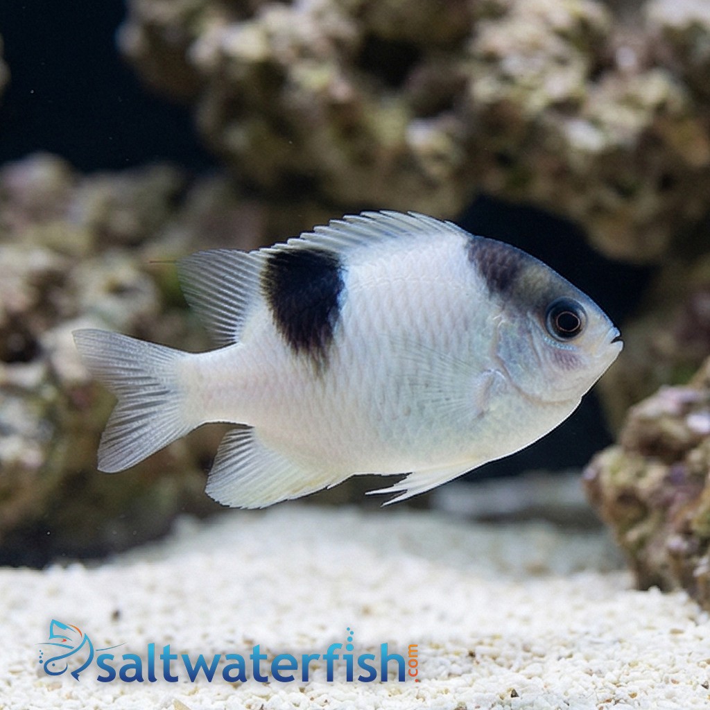 White Damsel